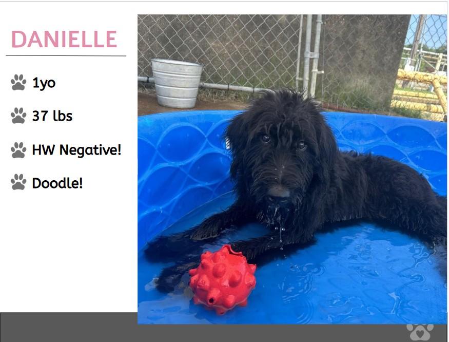 Foster DANIELLE!