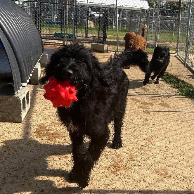 Foster DANIELLE!