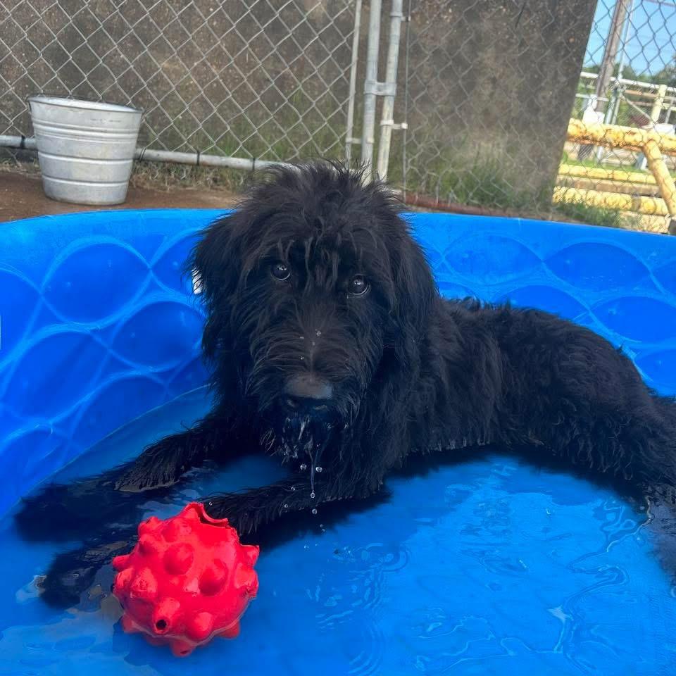 Foster DANIELLE!