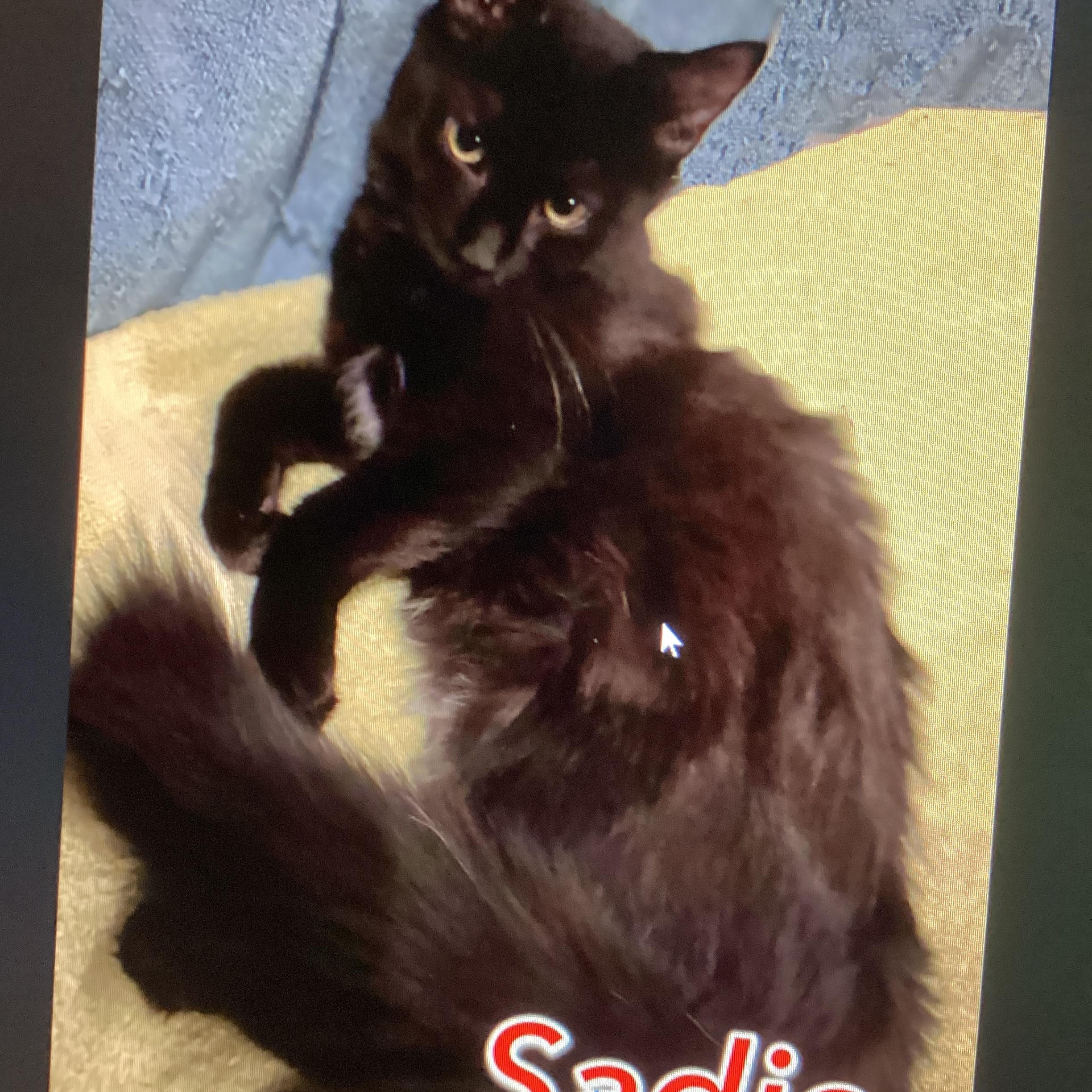 Sadie, ADOPTABLE, Kitten Female Domestic Medium Hair.