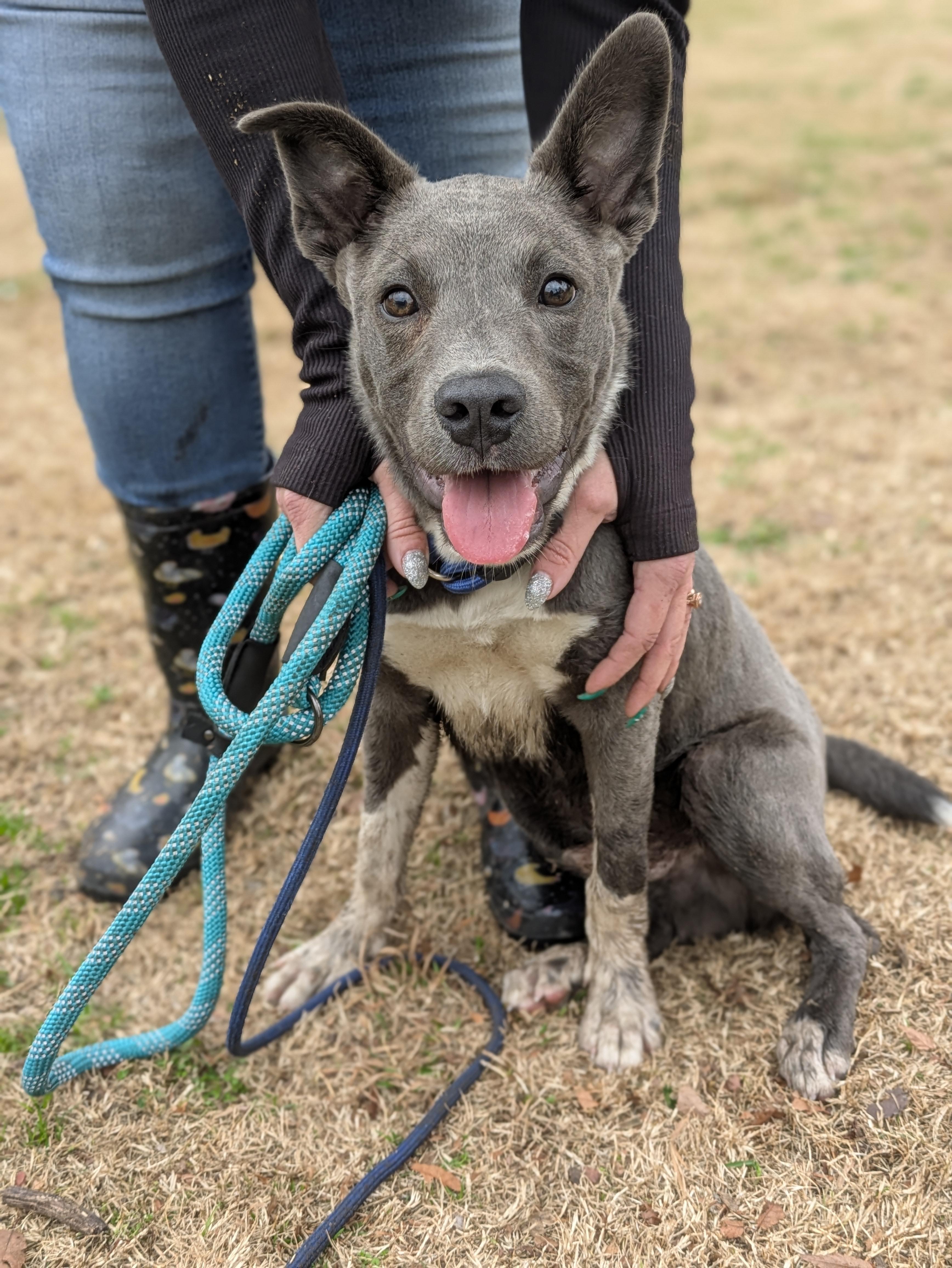 Enlarge Monty, a ADOPTABLE Mixed Breed in Huntsville, AL image 1/2