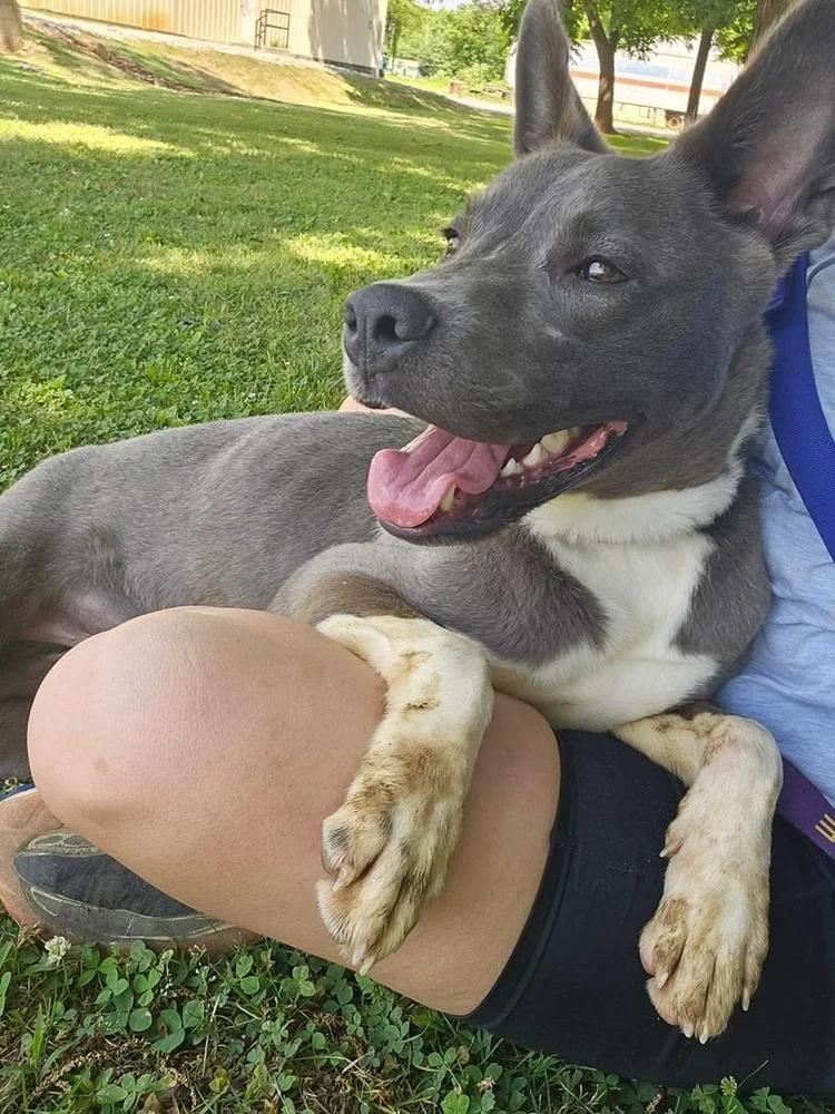 Monty, a Adoptable mixed breed in Huntsville, AL image 3/5