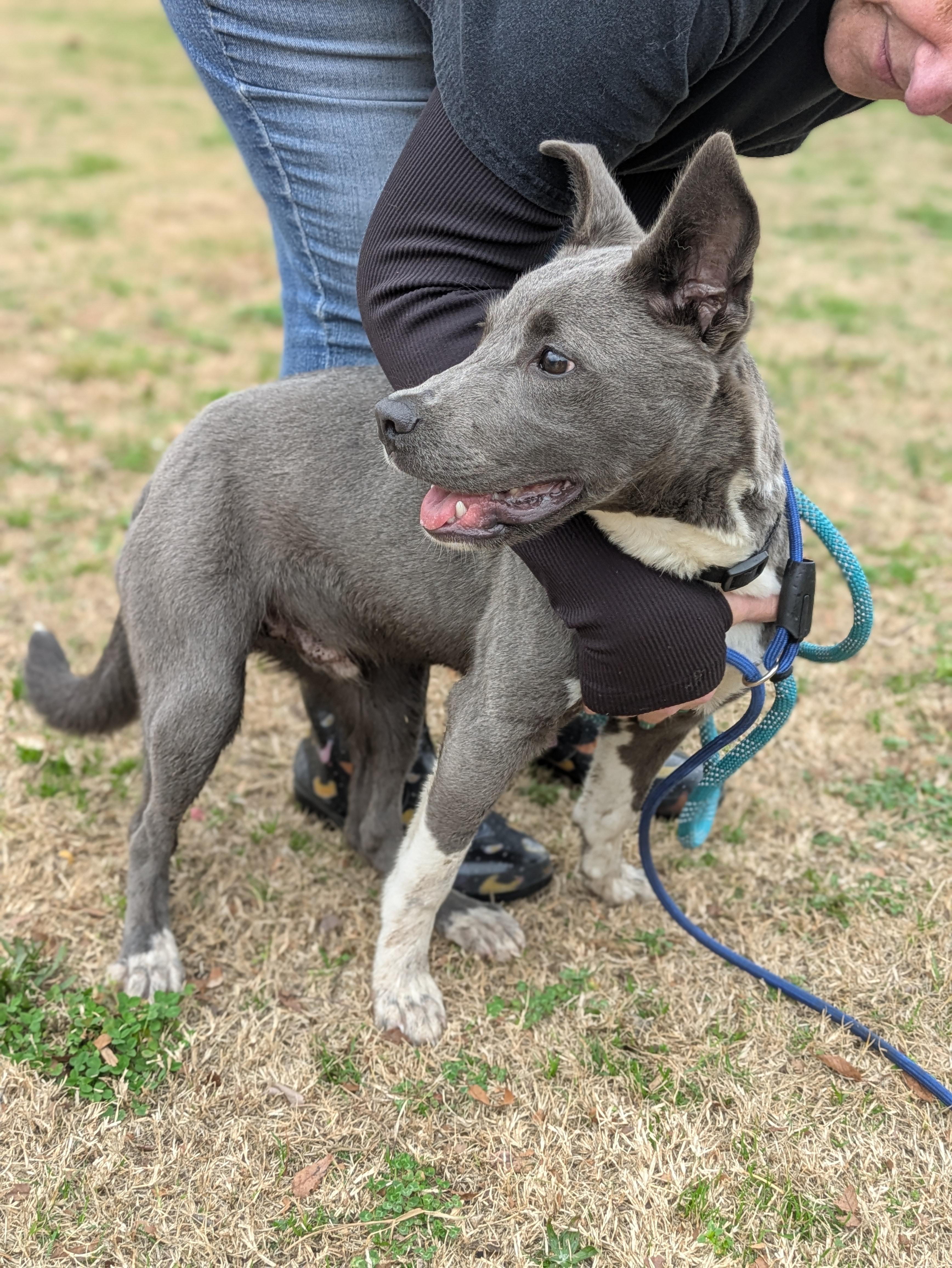 Enlarge Monty, a ADOPTABLE Mixed Breed in Huntsville, AL image 2/2