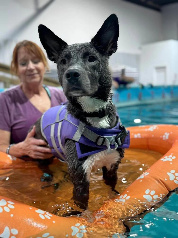 Monty, a Adoptable mixed breed in Huntsville, AL image 4/5