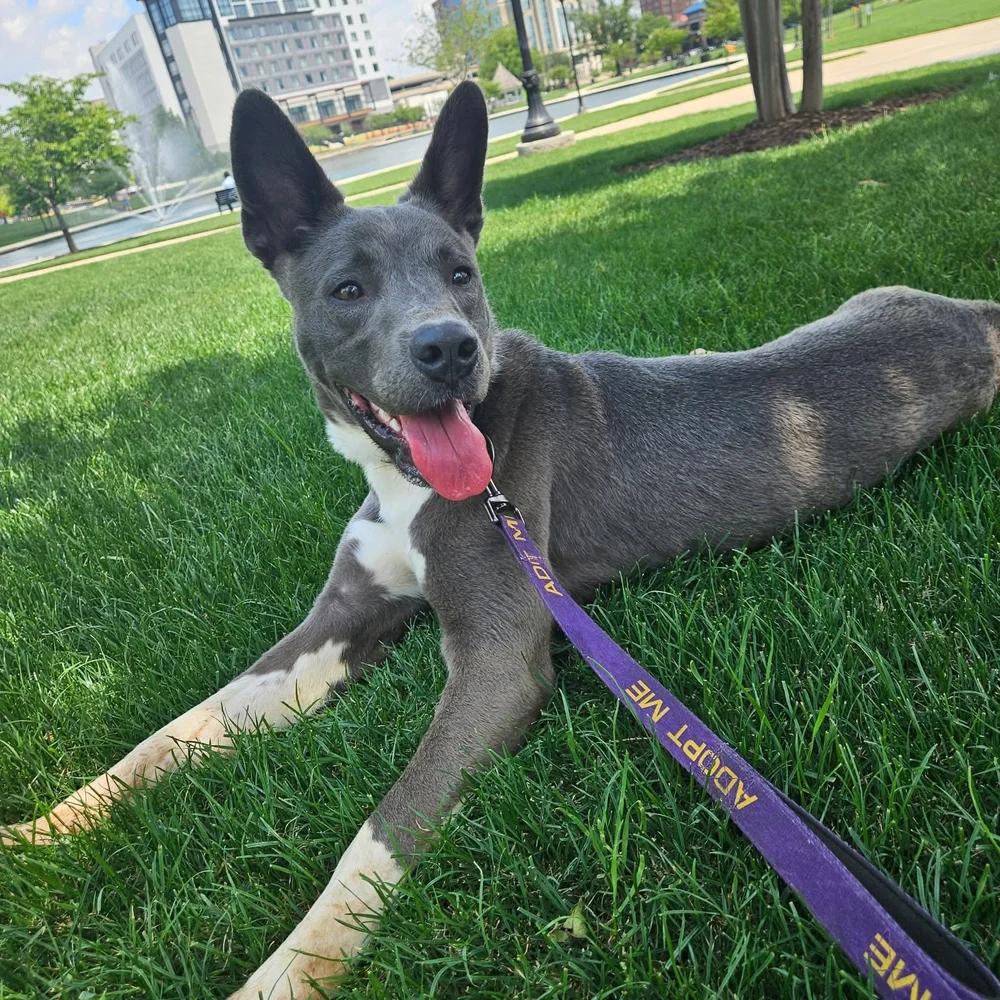 Monty, Adoptable, Adult Male Mixed Breed.