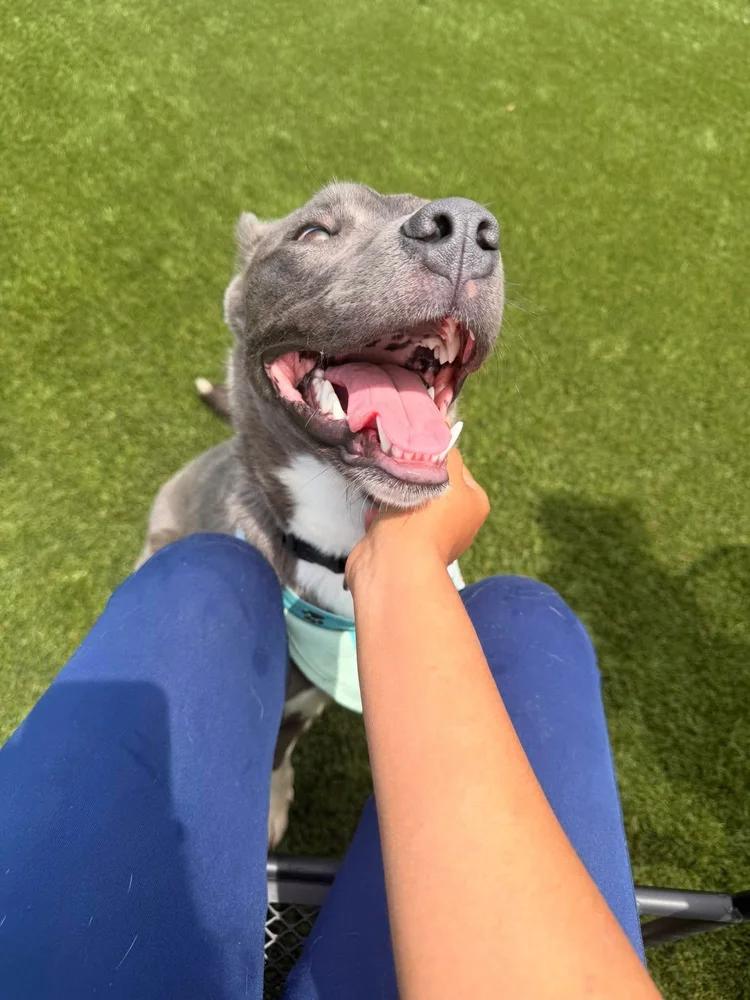 Monty, a Adoptable mixed breed in Huntsville, AL image 5/5