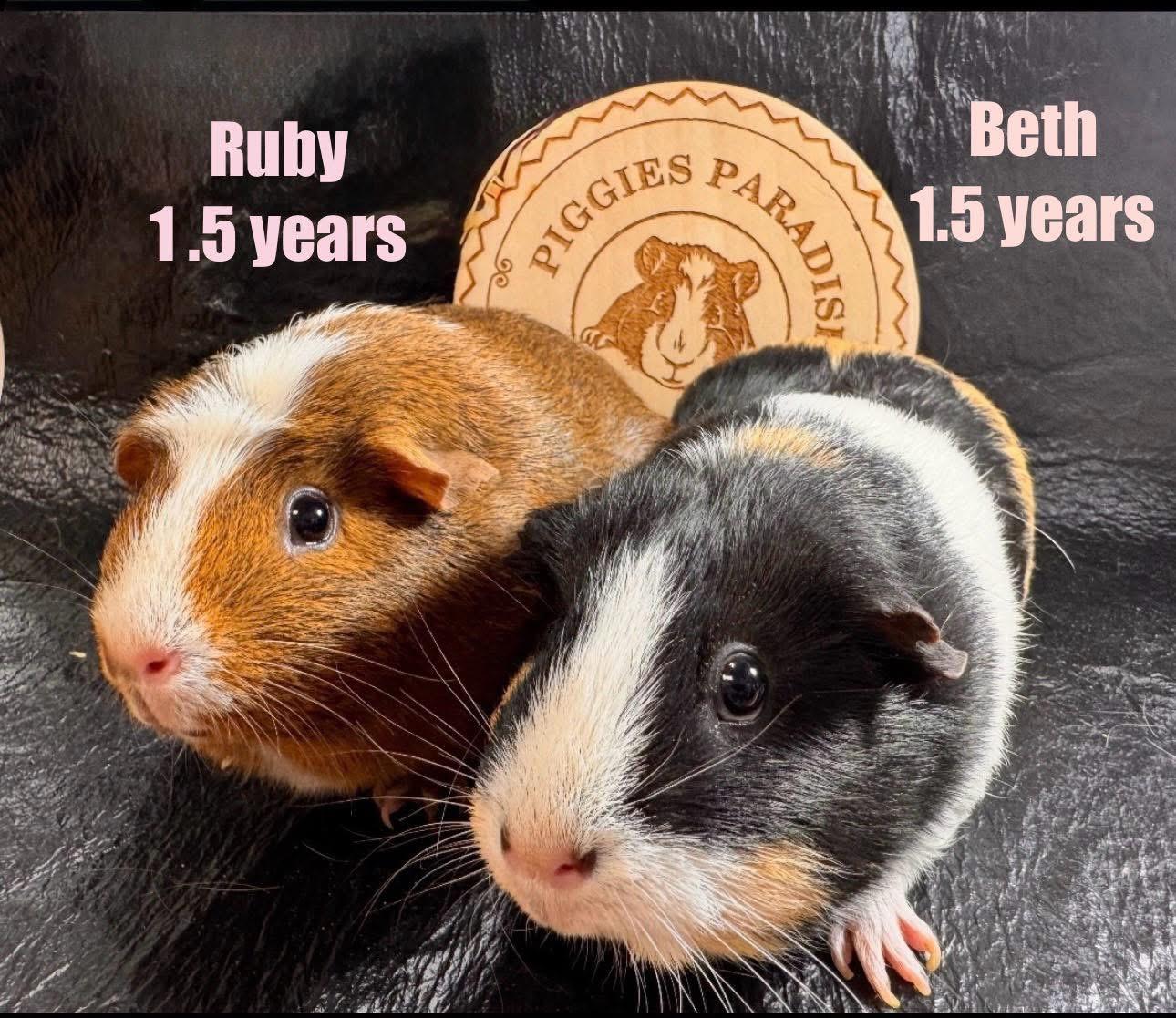 Ruby & Beth, Adoptable, Adult Female Short-Haired.