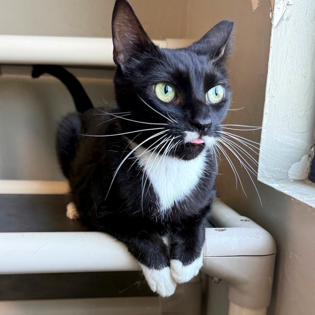 Pringles, Adoptable, Adult Male American Shorthair.