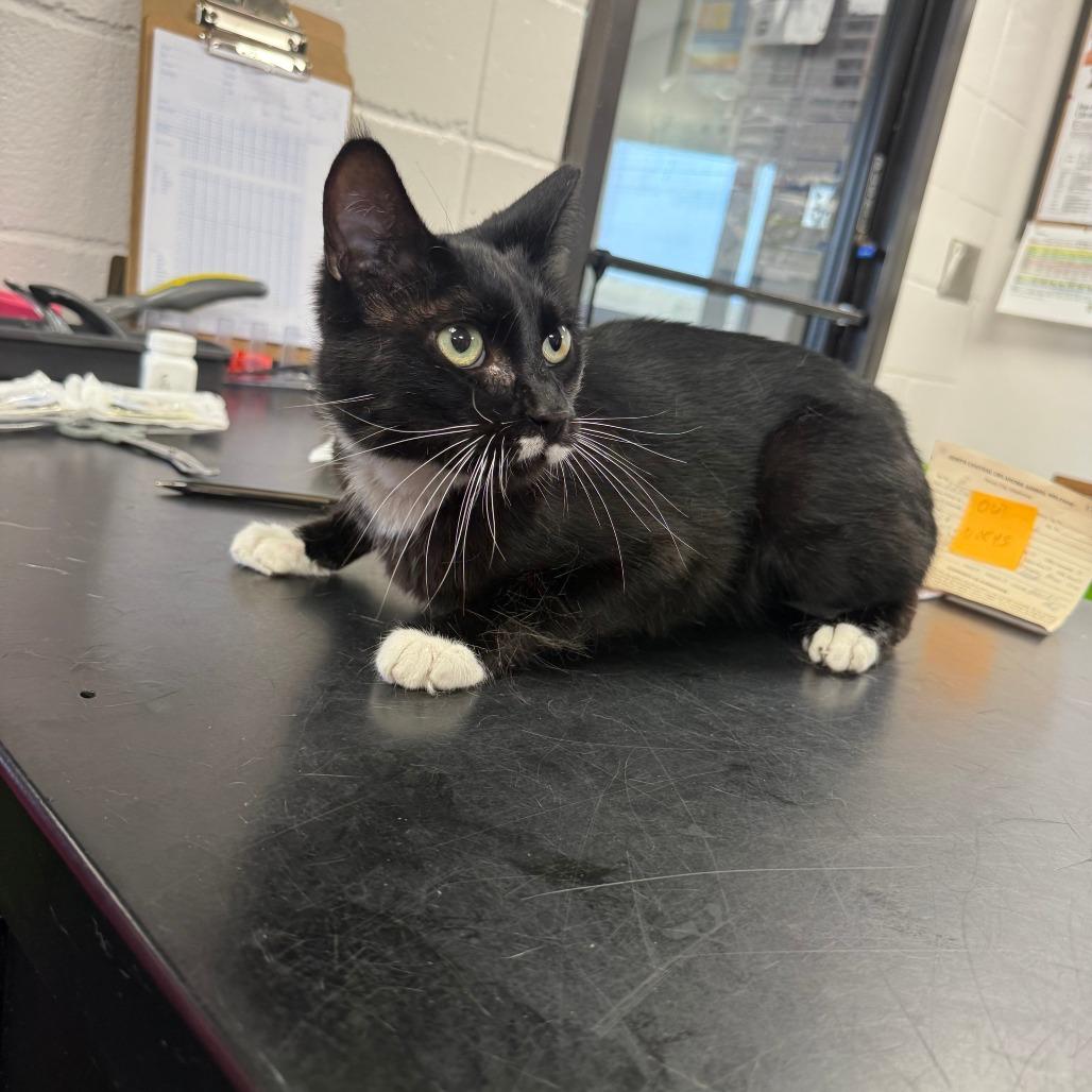 Enlarge Pringles, a Adoptable American Shorthair in Ponca City, OK image 1/6