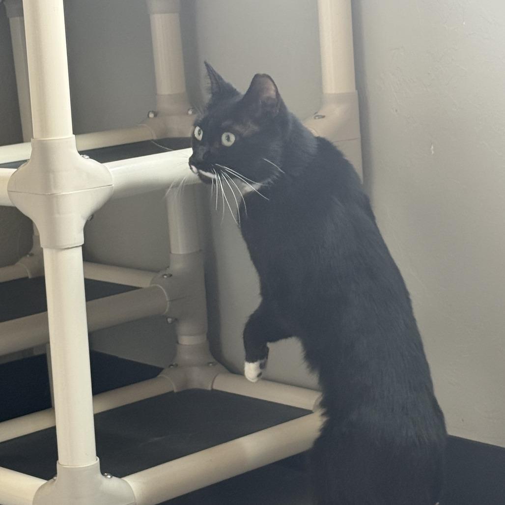 Enlarge Pringles, a Adoptable American Shorthair in Ponca City, OK image 2/6