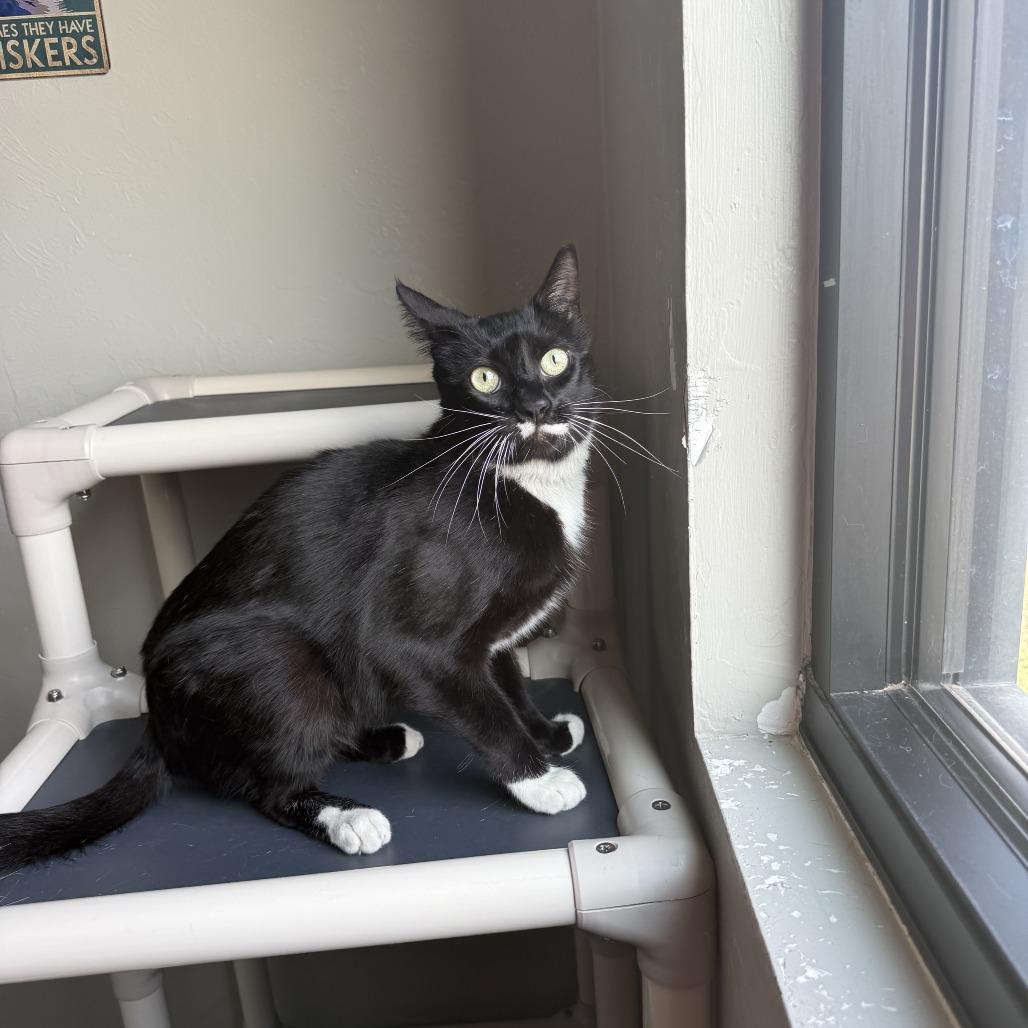 Enlarge Pringles, a Adoptable American Shorthair in Ponca City, OK image 3/6