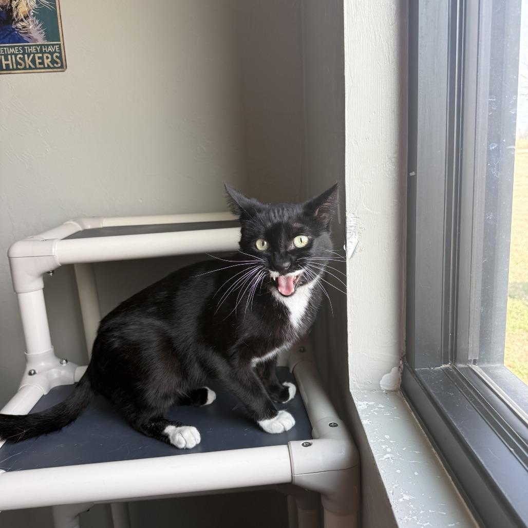 Enlarge Pringles, a Adoptable American Shorthair in Ponca City, OK image 4/6