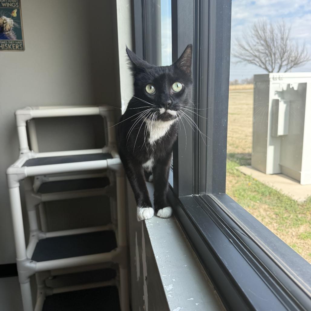 Enlarge Pringles, a Adoptable American Shorthair in Ponca City, OK image 5/6