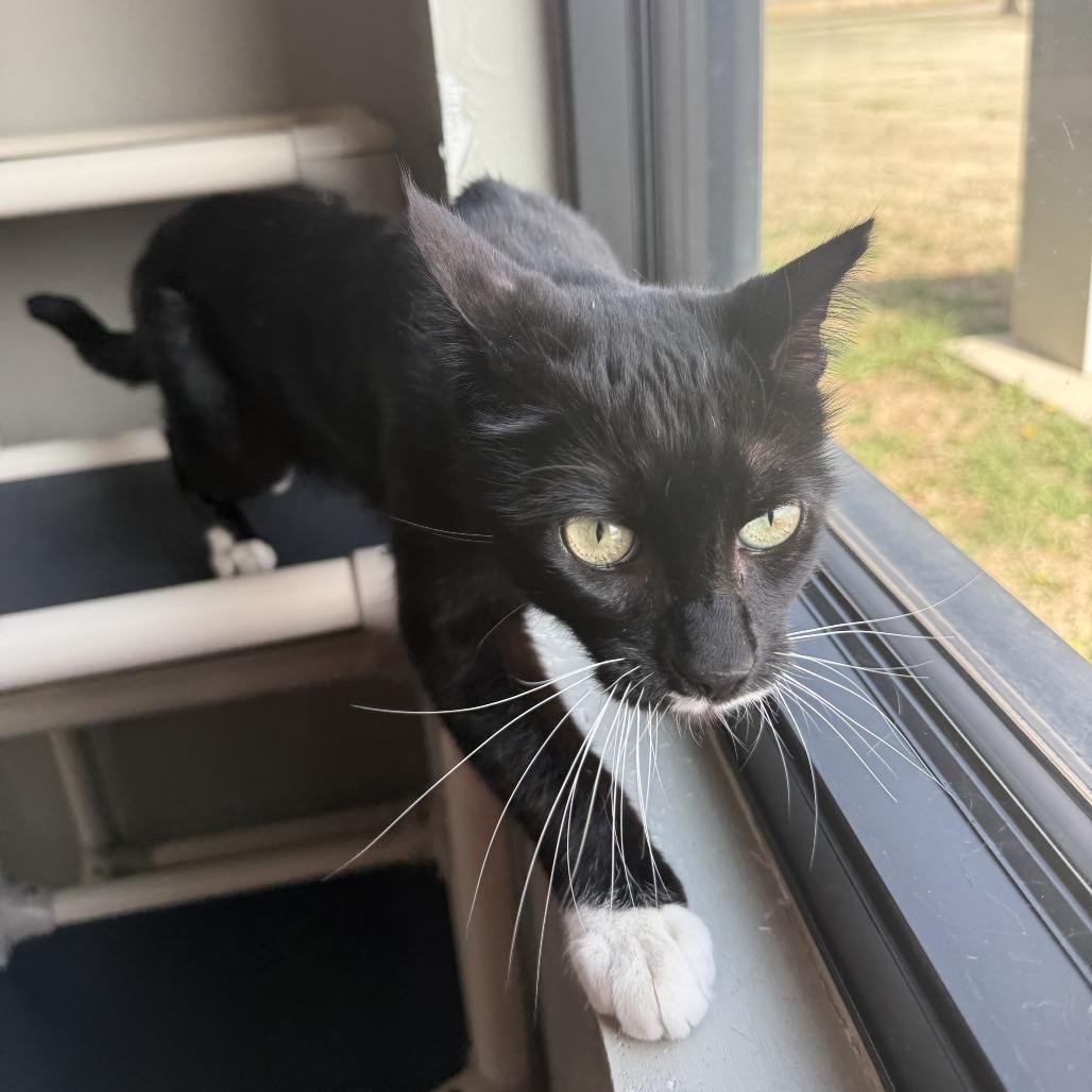 Enlarge Pringles, a Adoptable American Shorthair in Ponca City, OK image 6/6