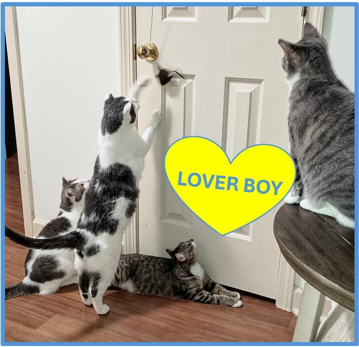 Magnum, a ADOPTABLE Domestic Short Hair in Ridgeland, MS image 1/4