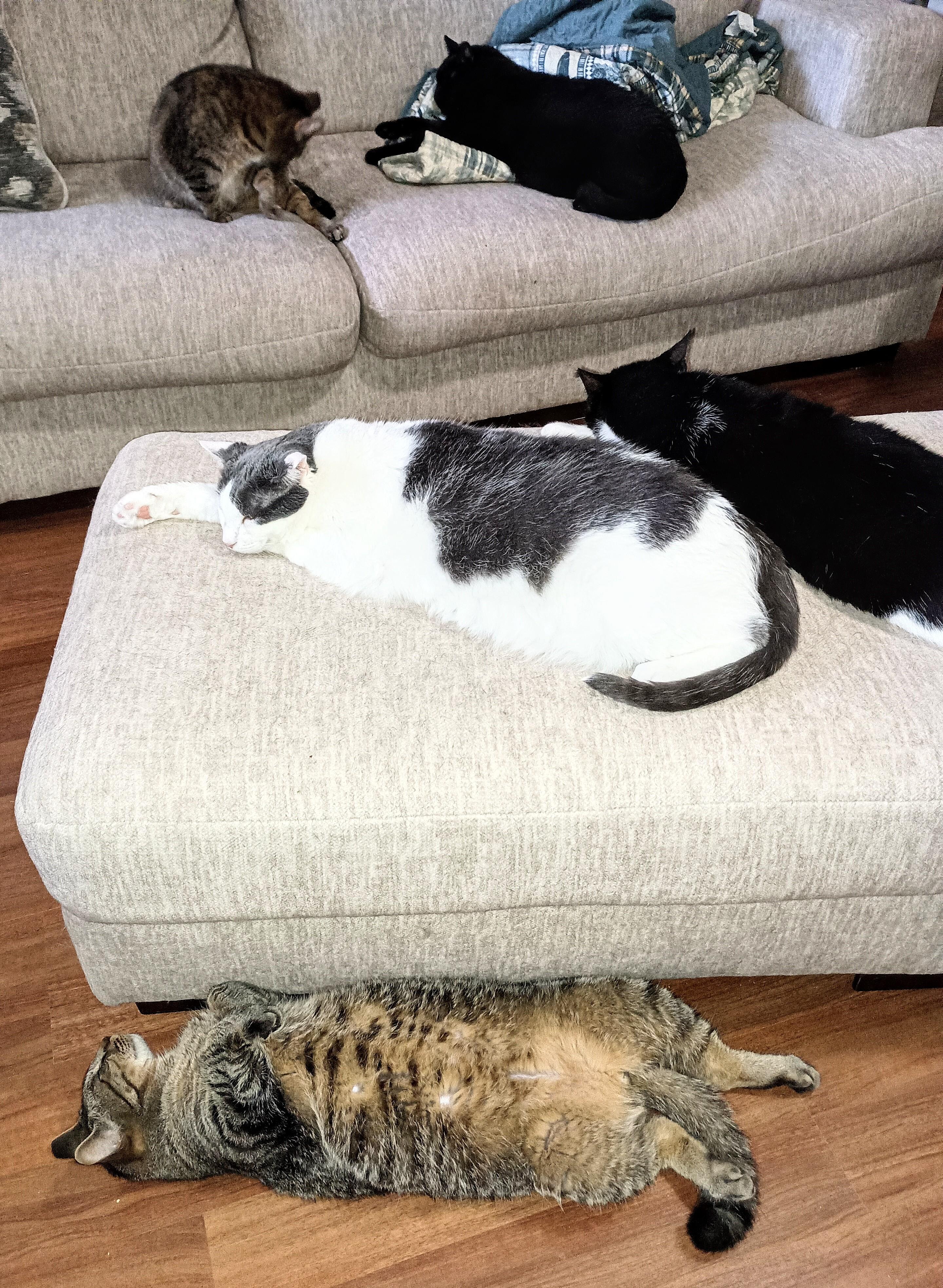 Enlarge Magnum, a ADOPTABLE Domestic Short Hair in Ridgeland, MS image 3/3