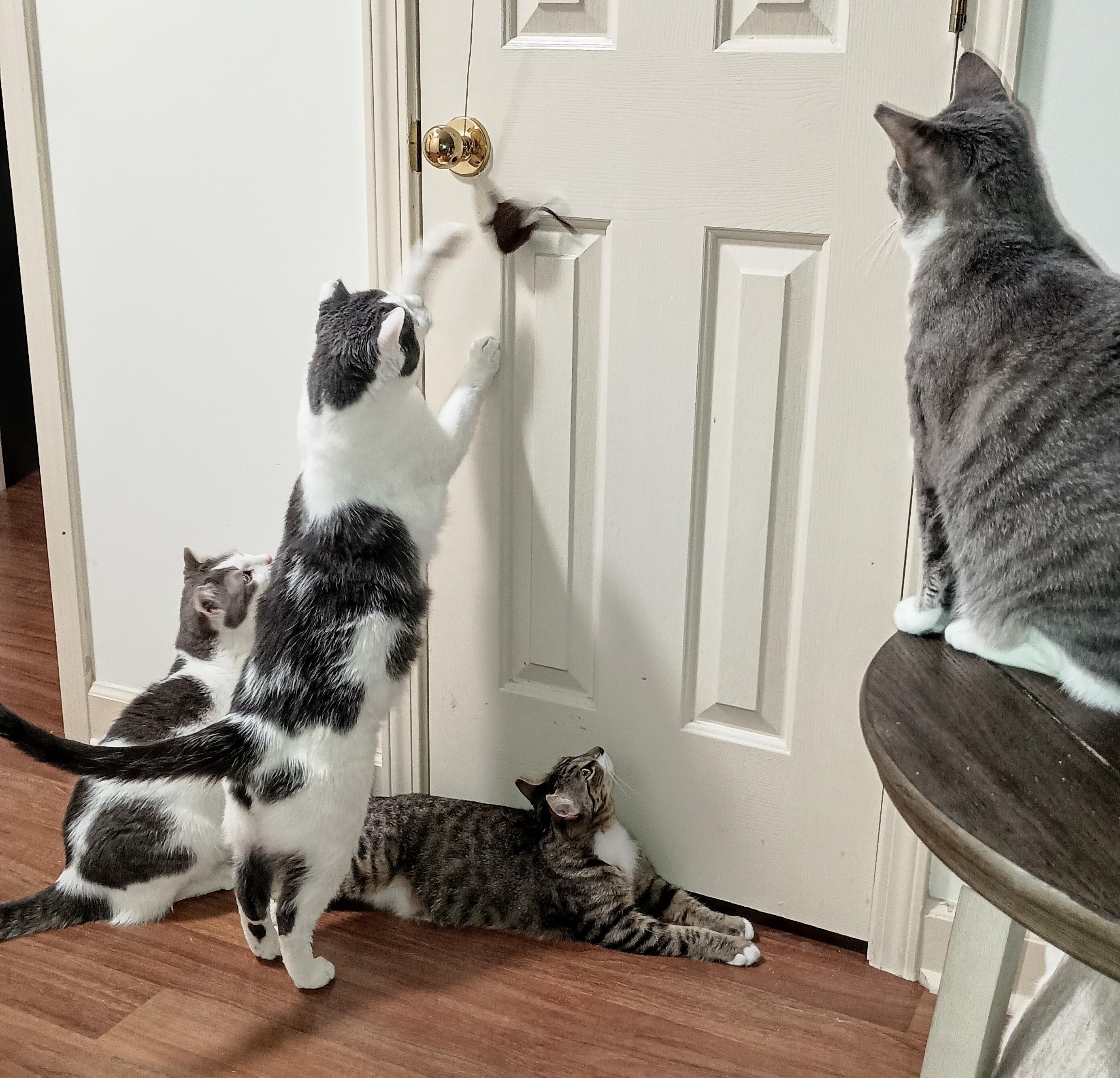 Magnum, ADOPTABLE, Young Male Domestic Short Hair.