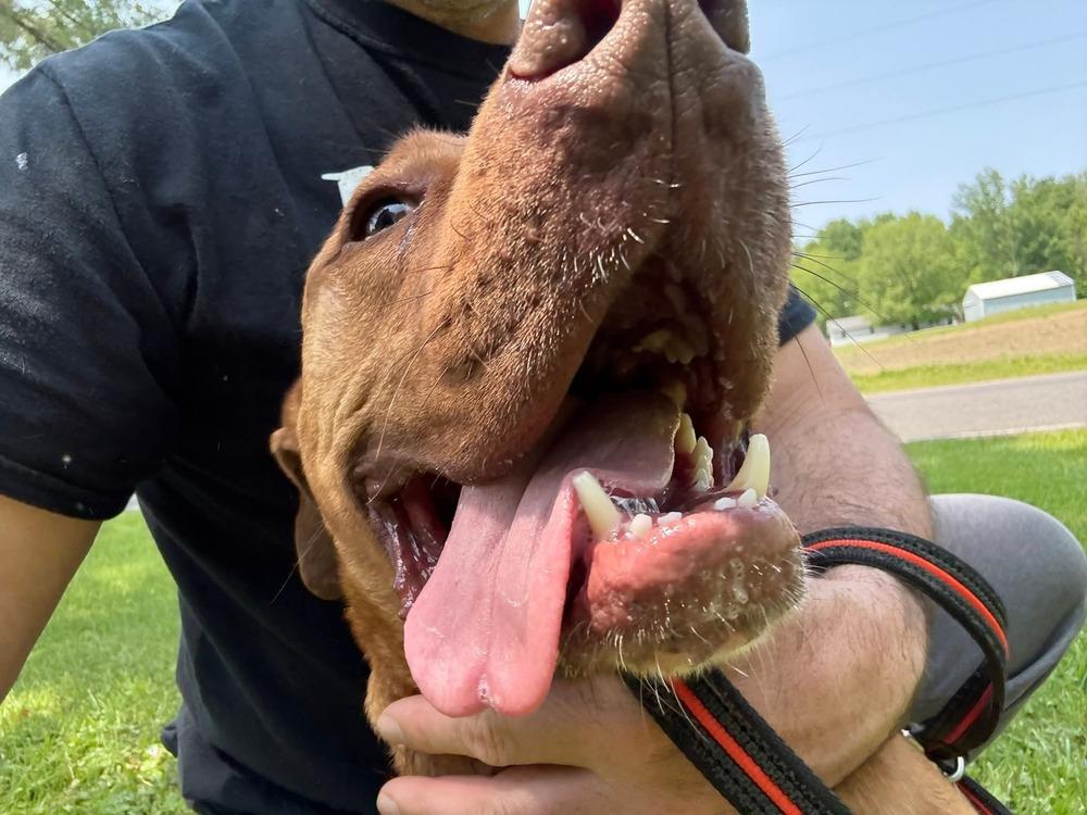 Nash, Adoptable, Adult Male Labrador Retriever & Hound.