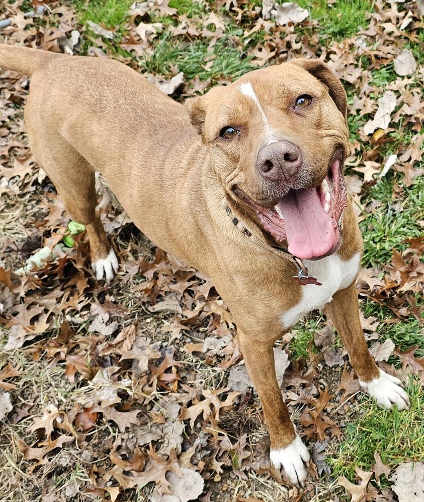 Nash, Adoptable, Adult Male Labrador Retriever & Hound.