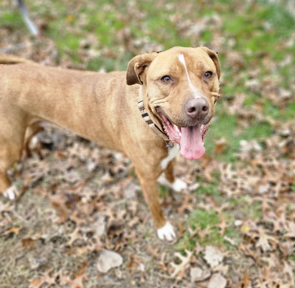 Nash, a Adoptable mixed breed in South Bend, IN image 3/6