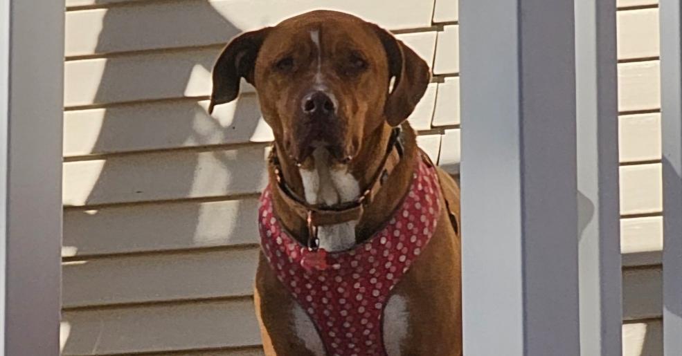 Nash, a Adoptable mixed breed in South Bend, IN image 5/6