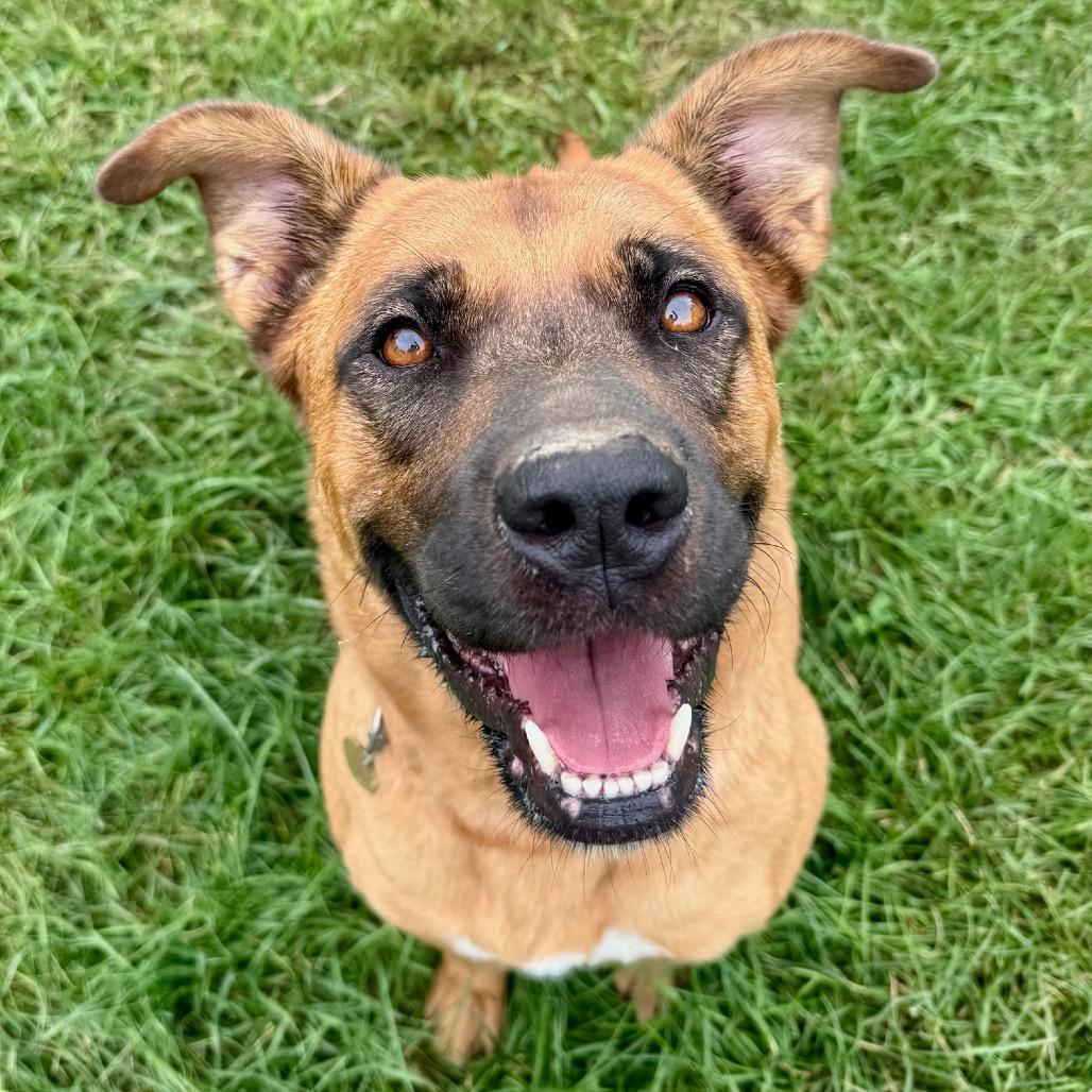 Enlarge Mary Grace, a Adoptable mixed breed in Metamora, MI image 3/6