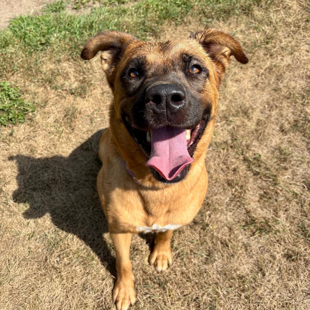 Enlarge Mary Grace, a Adoptable mixed breed in Metamora, MI image 5/6