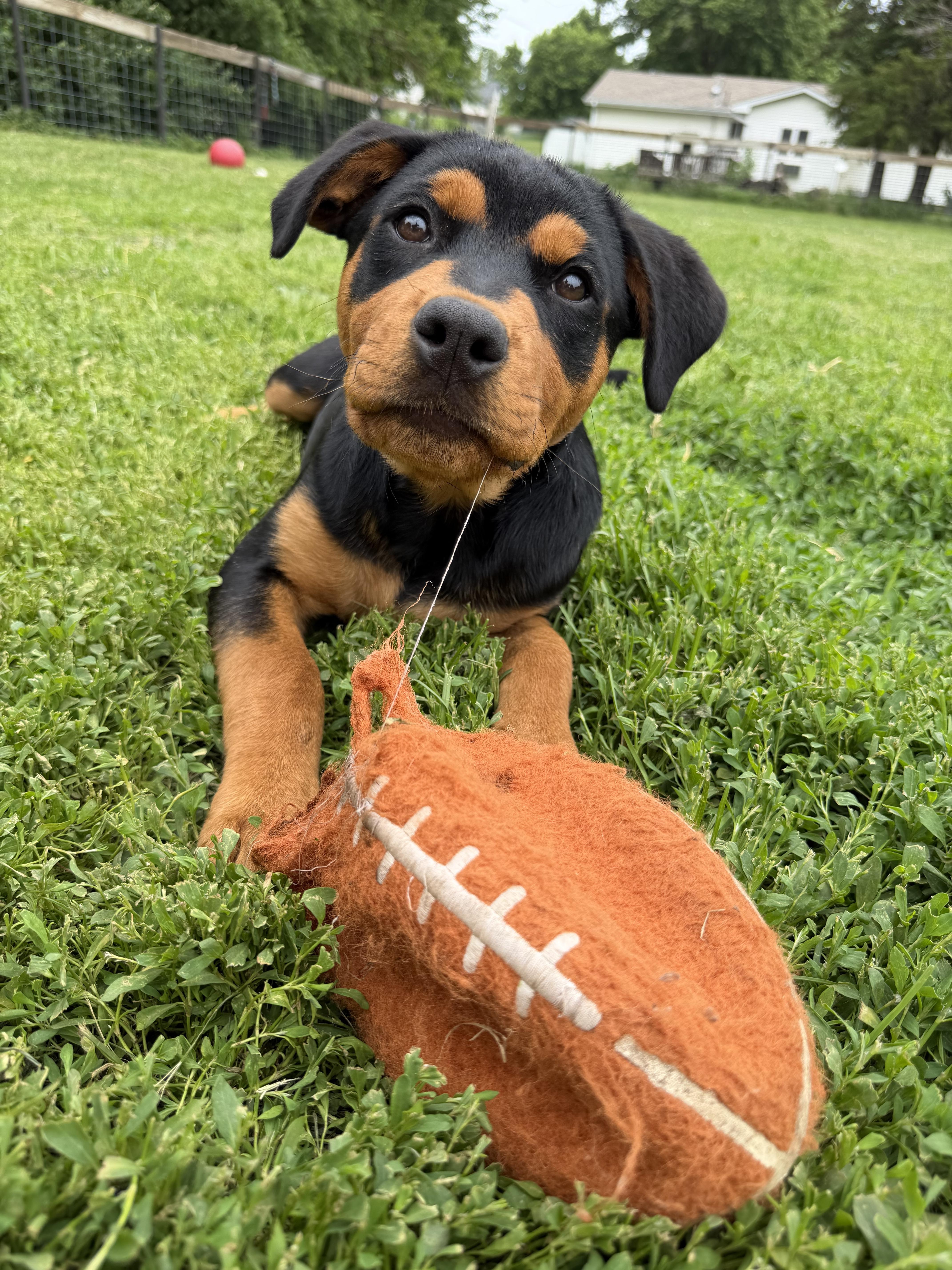 Aster, Adopted, Young Female Rottweiler.