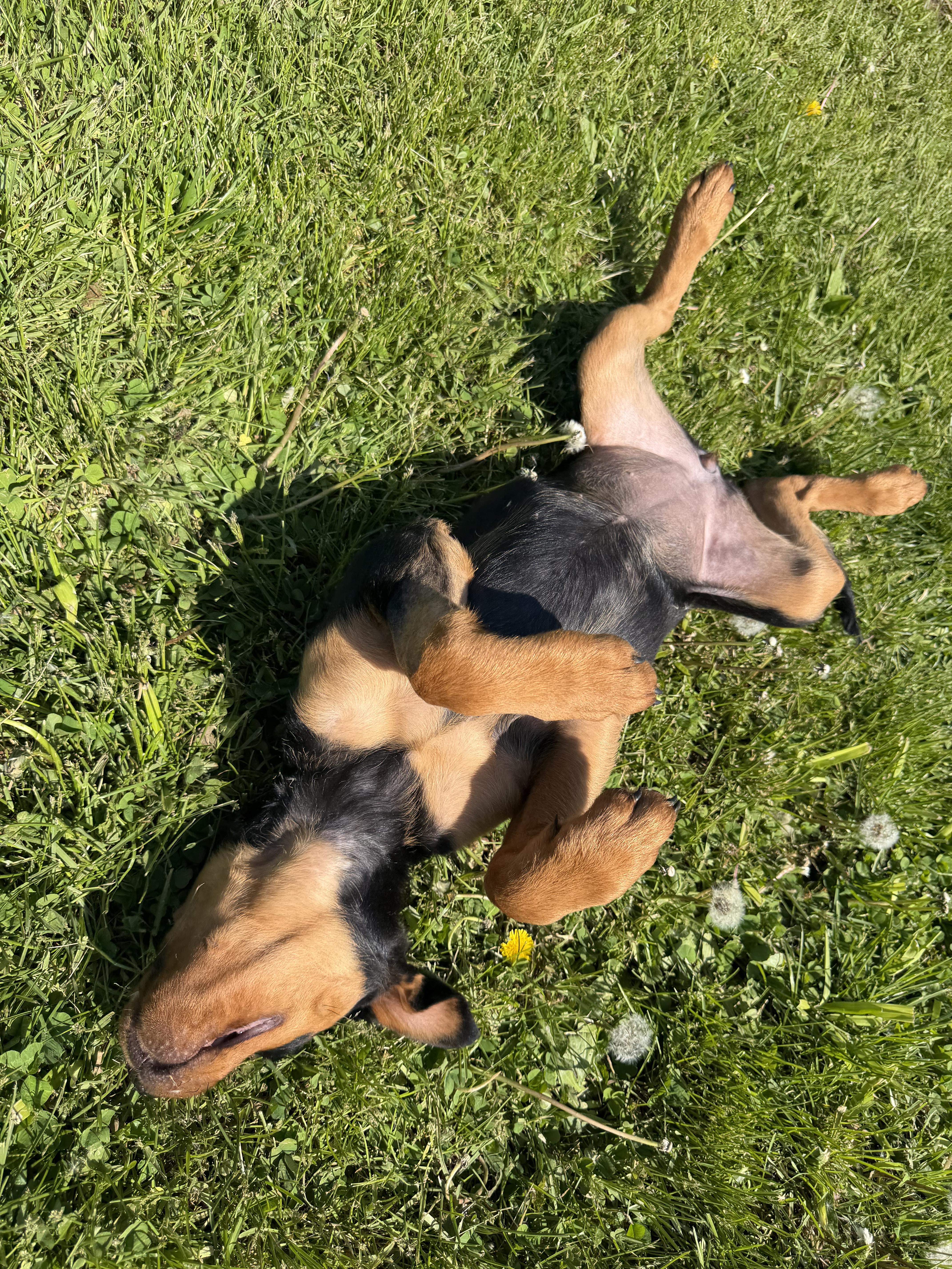 Enlarge Aster, a Adopted Rottweiler in Lincoln, NE image 2/5