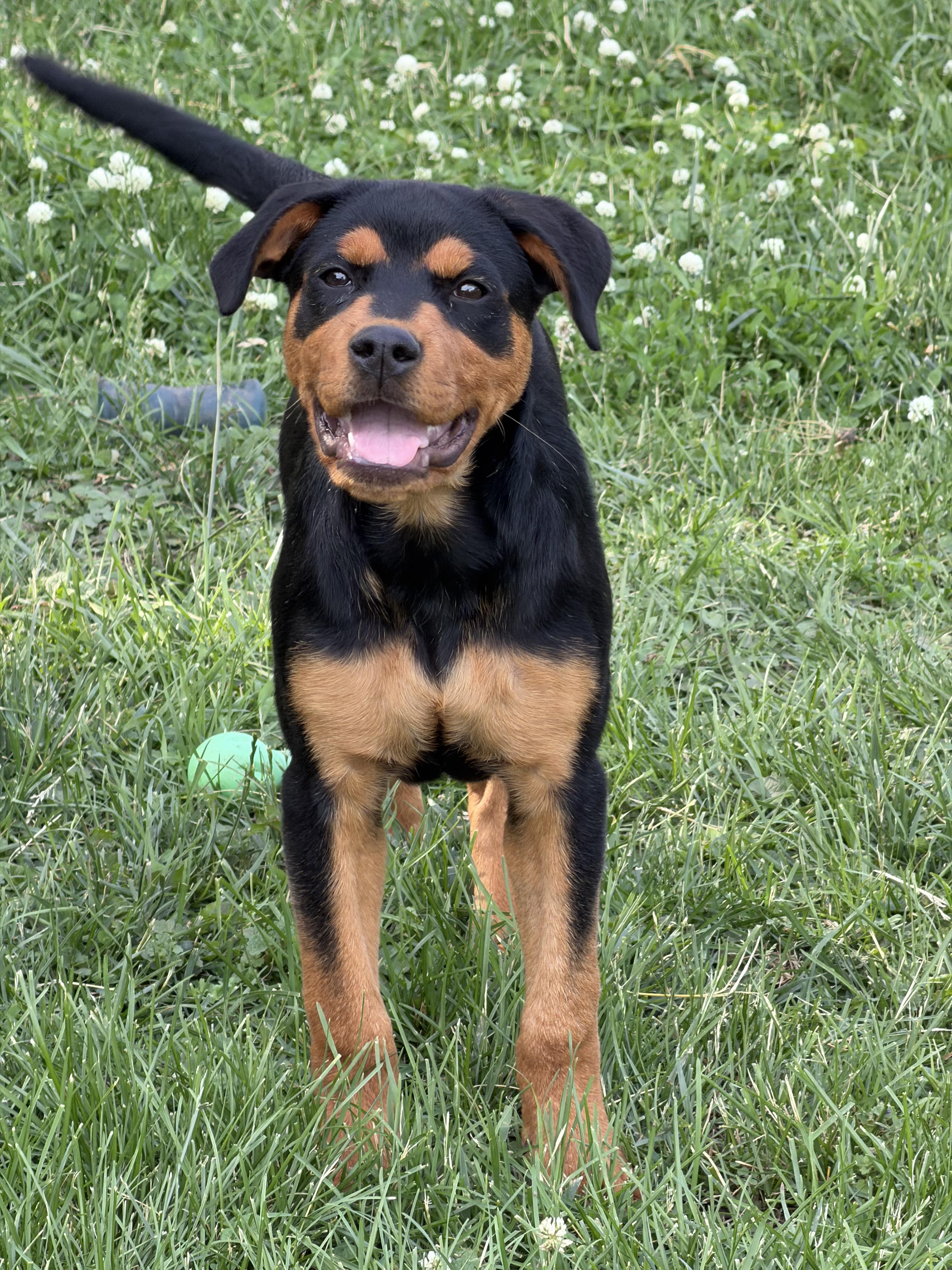 Enlarge Aster, a Adopted Rottweiler in Lincoln, NE image 3/5