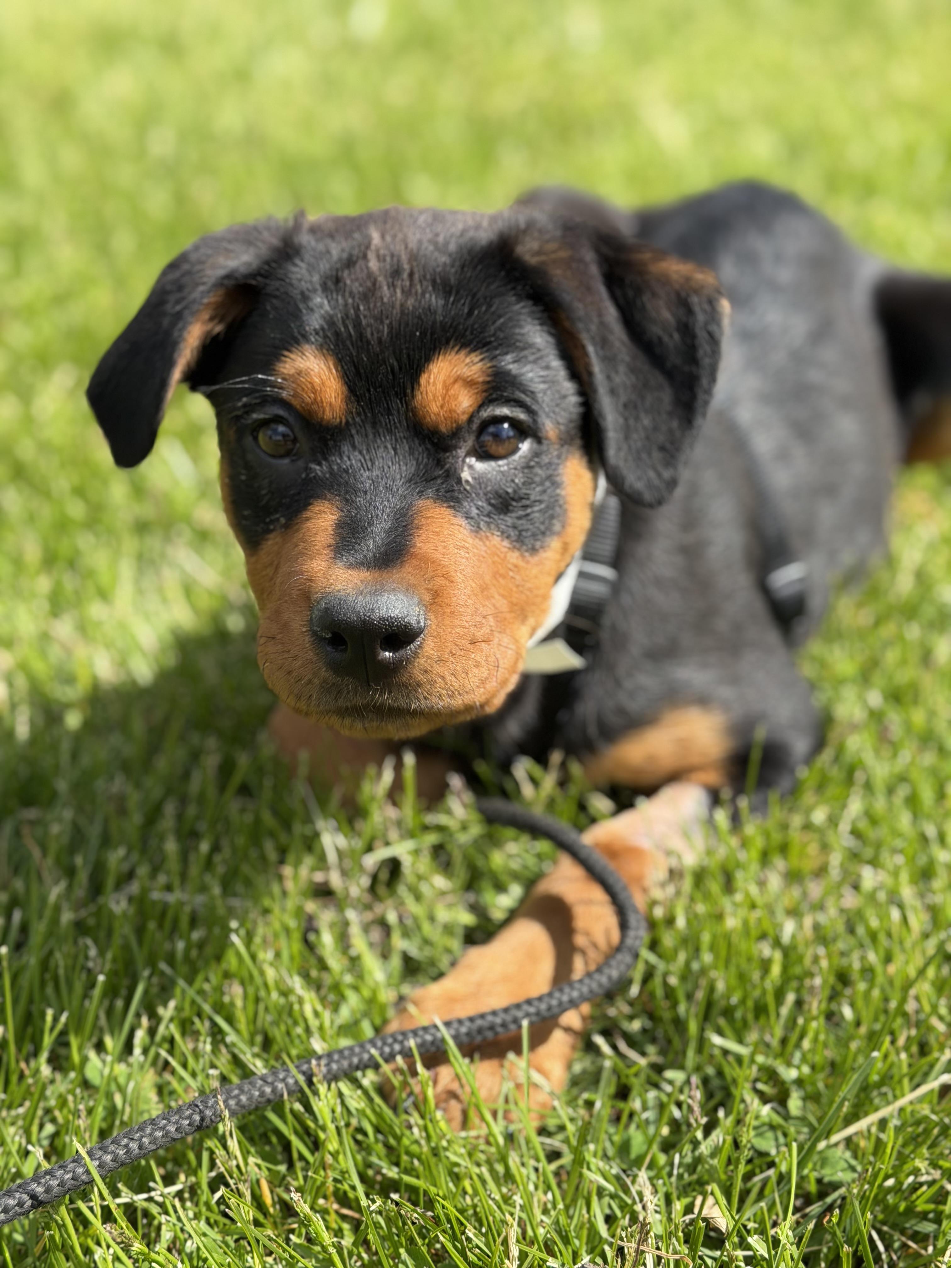 Enlarge Aster, a Adopted Rottweiler in Lincoln, NE image 4/5