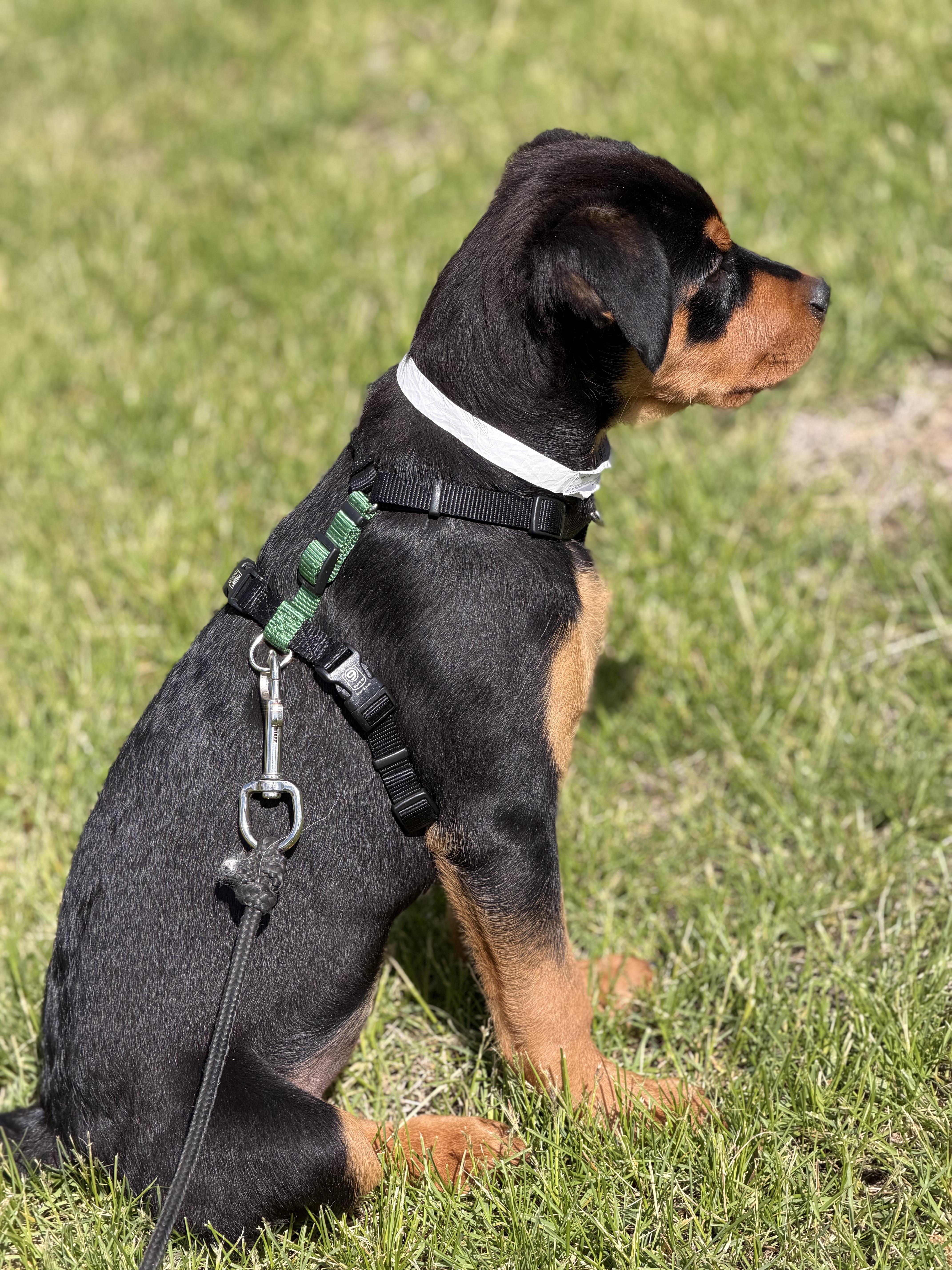 Enlarge Aster, a Adopted Rottweiler in Lincoln, NE image 5/5