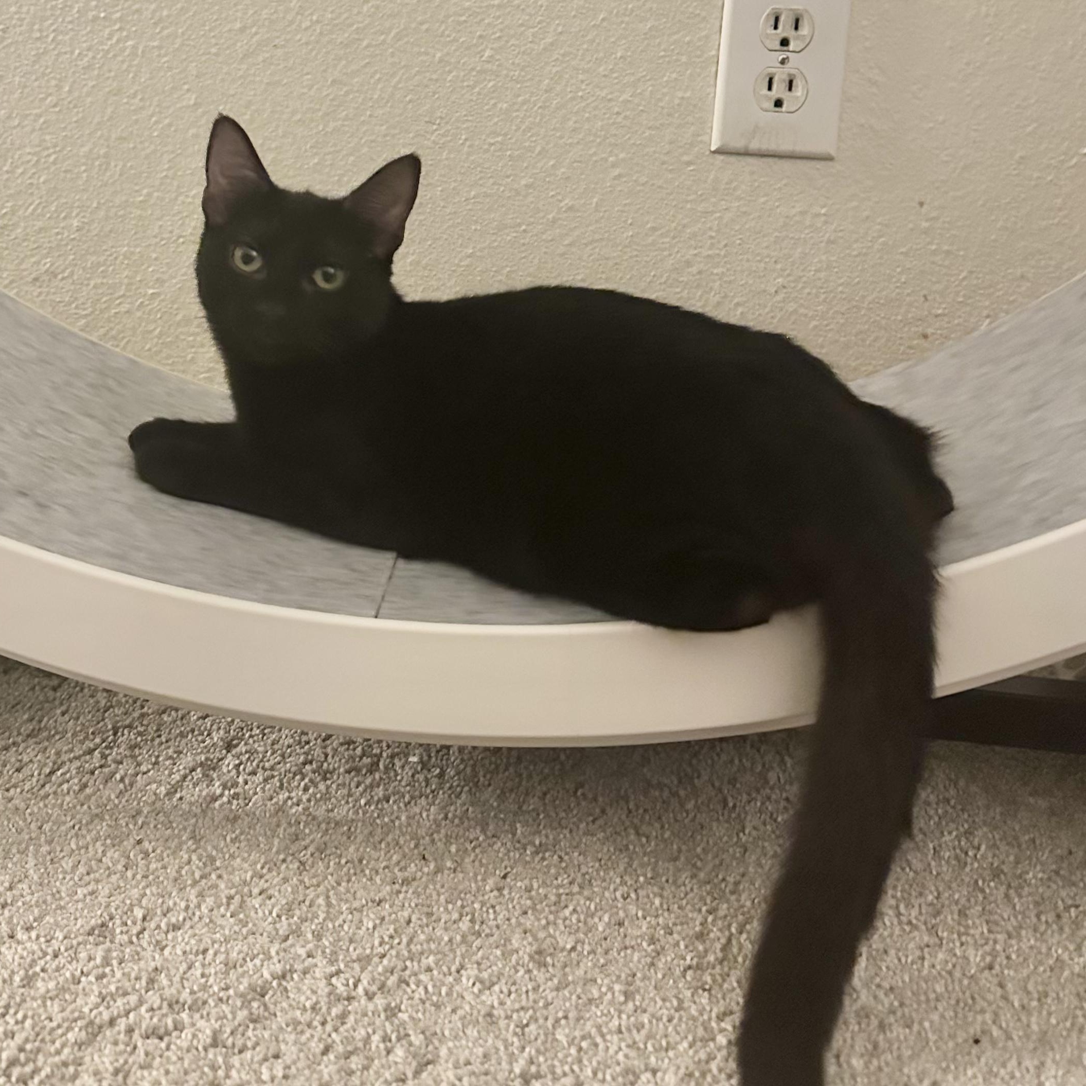 Gambit - Like a Moon, Adoptable, Young Male Domestic Short Hair.