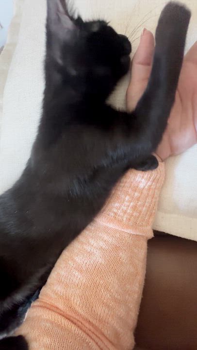 Enlarge Gambit - Like a Moon, a Adoptable Domestic Short Hair in Fountain Valley, CA video 3/3