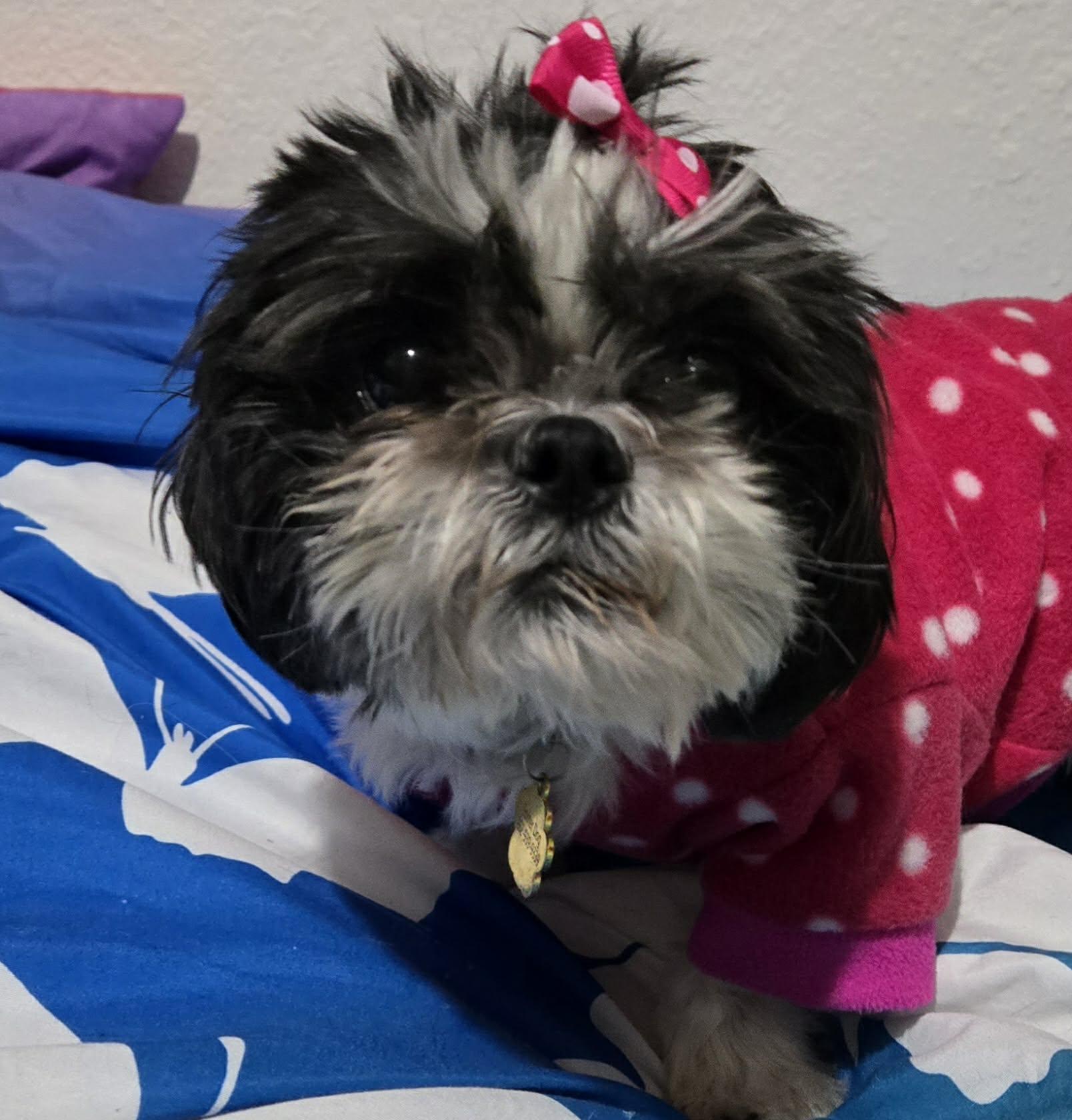 Gidget, a ADOPTABLE Shih Tzu in Union Grove, WI image 2/2