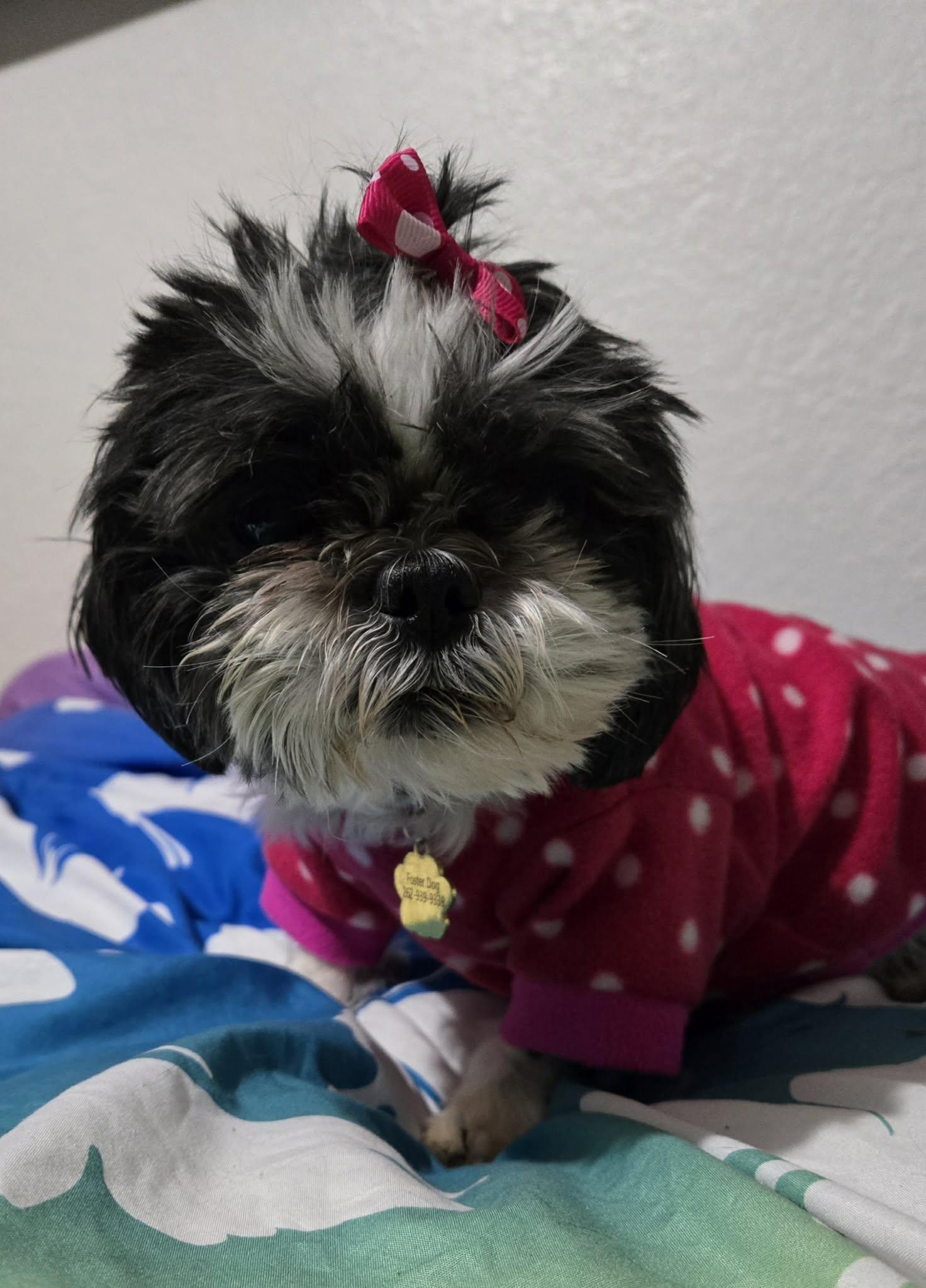 Gidget, ADOPTABLE, Senior Female Shih Tzu.