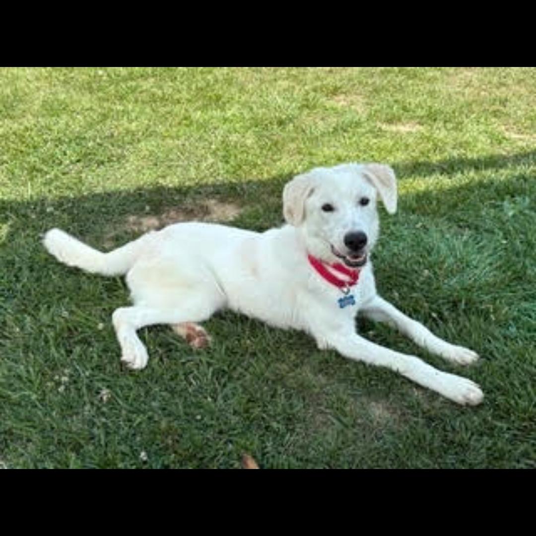 Roy G Biv, ADOPTABLE, Young Male Great Pyrenees & Labrador Retriever.