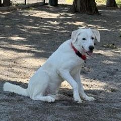 Enlarge Roy G Biv, a ADOPTABLE mixed breed in Midlothian, VA image 6/6