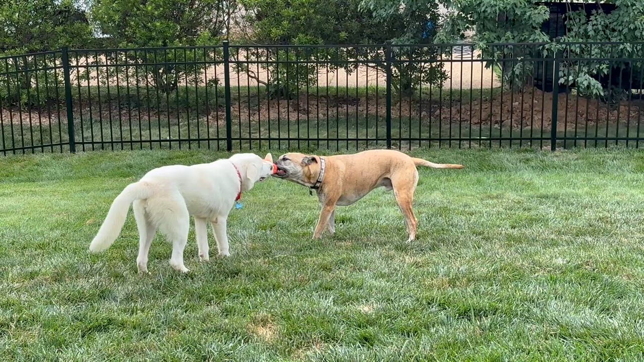 Enlarge Roy G Biv, a ADOPTABLE mixed breed in Midlothian, VA video 5/6
