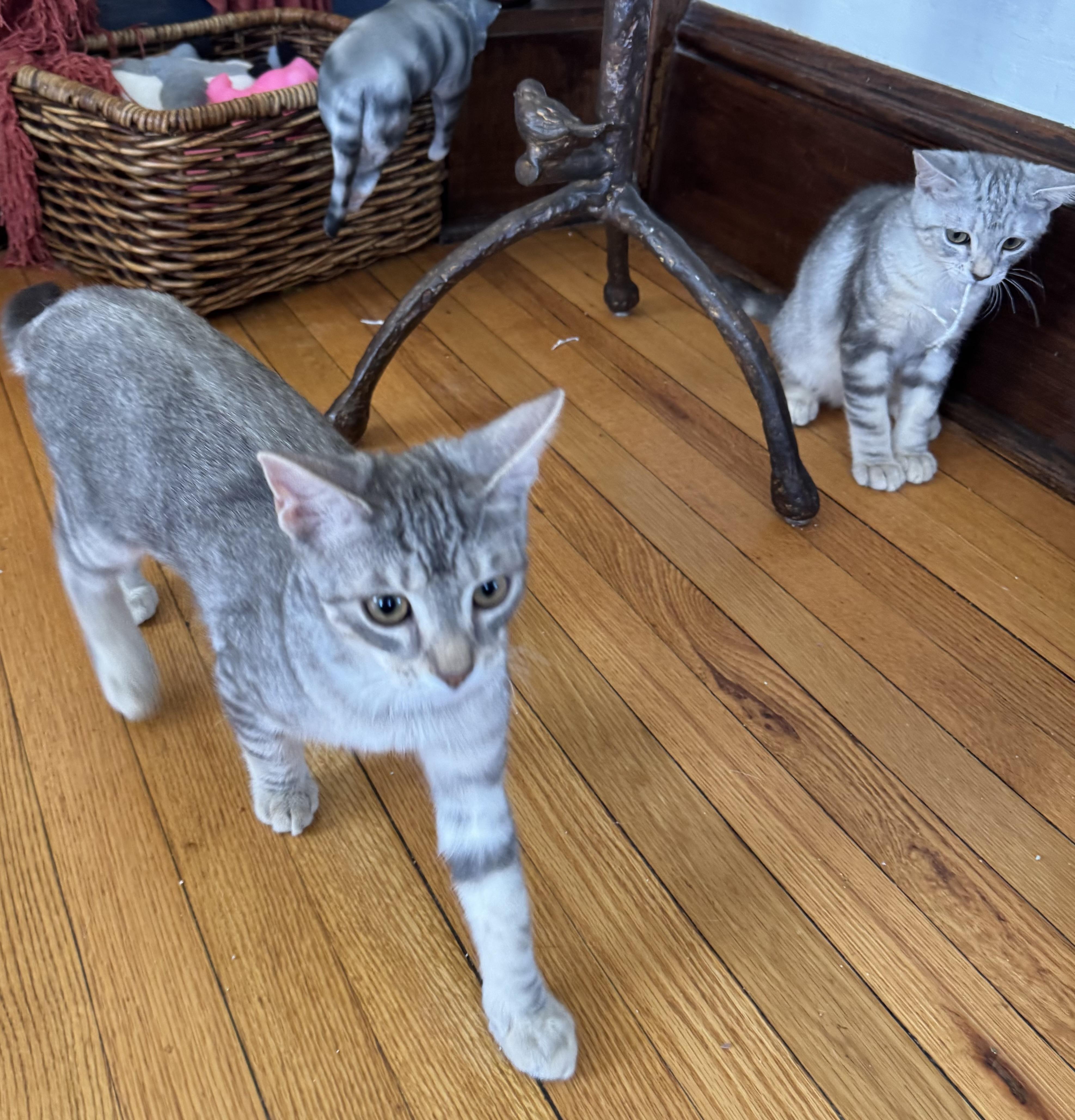 Pepe-M and Pussy Willow-F, Young Male Domestic Short Hair