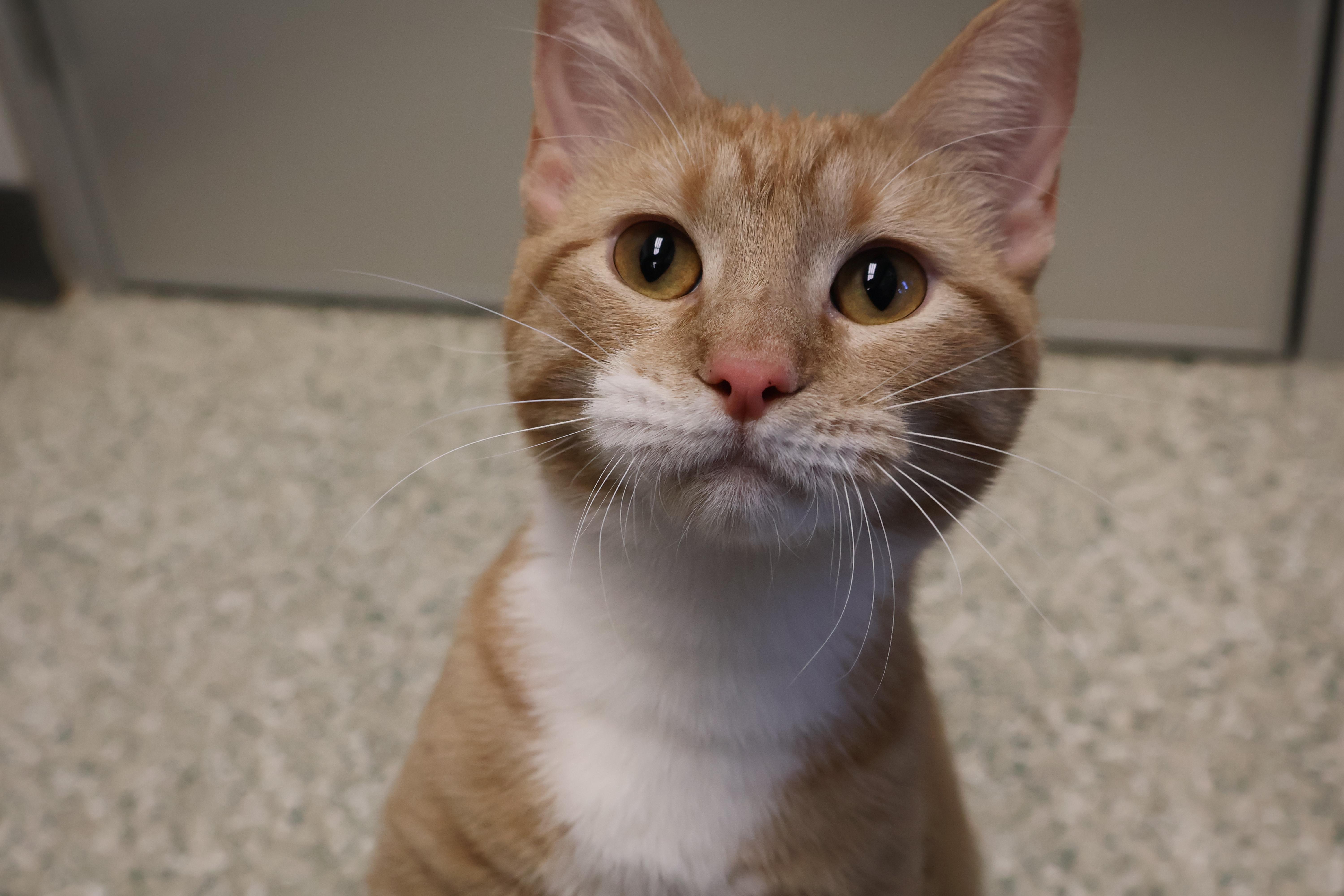 Sweet Potato, a Adoptable mixed breed in Cedar Rapids, IA image 1/5