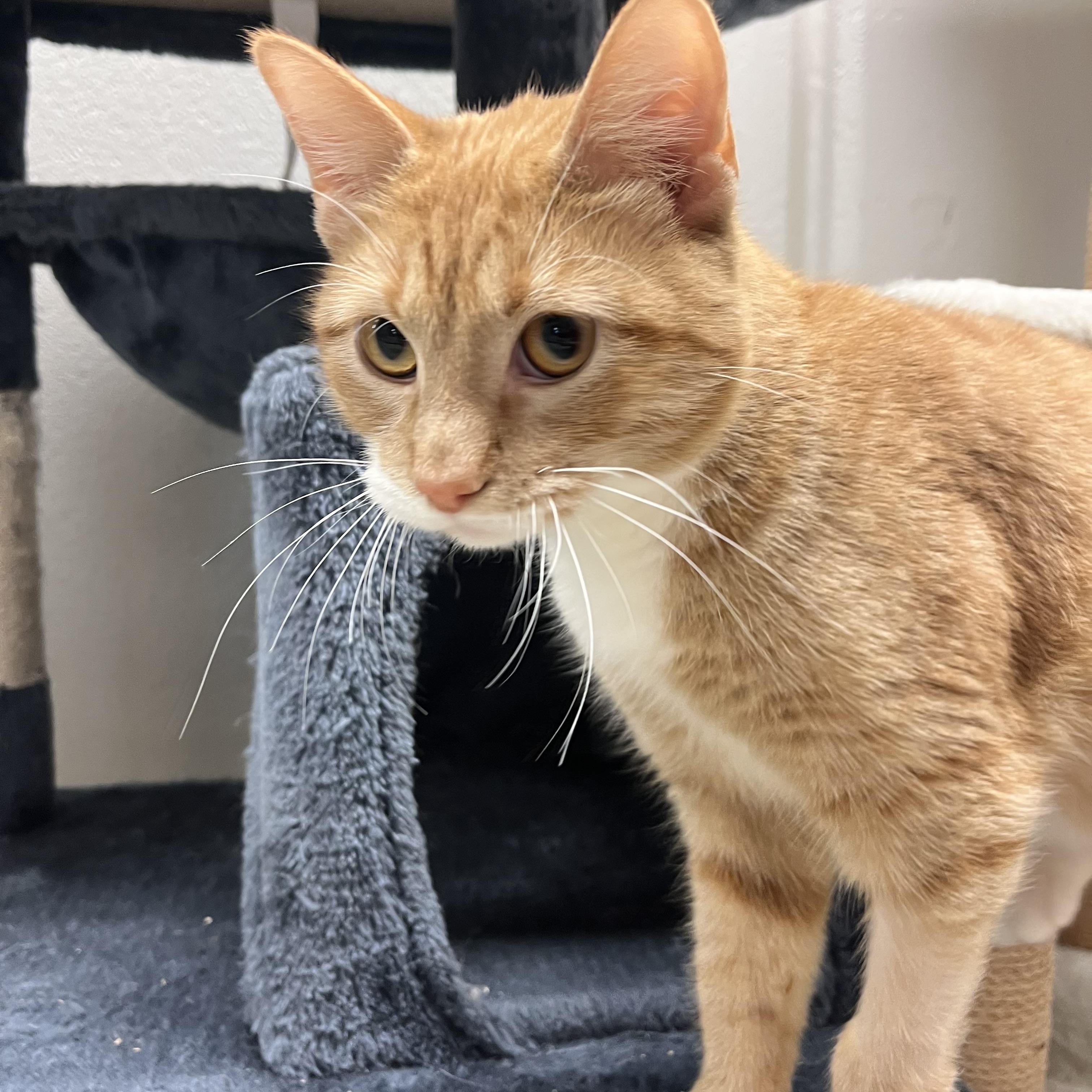 Sweet Potato, a Adoptable mixed breed in Cedar Rapids, IA image 3/5