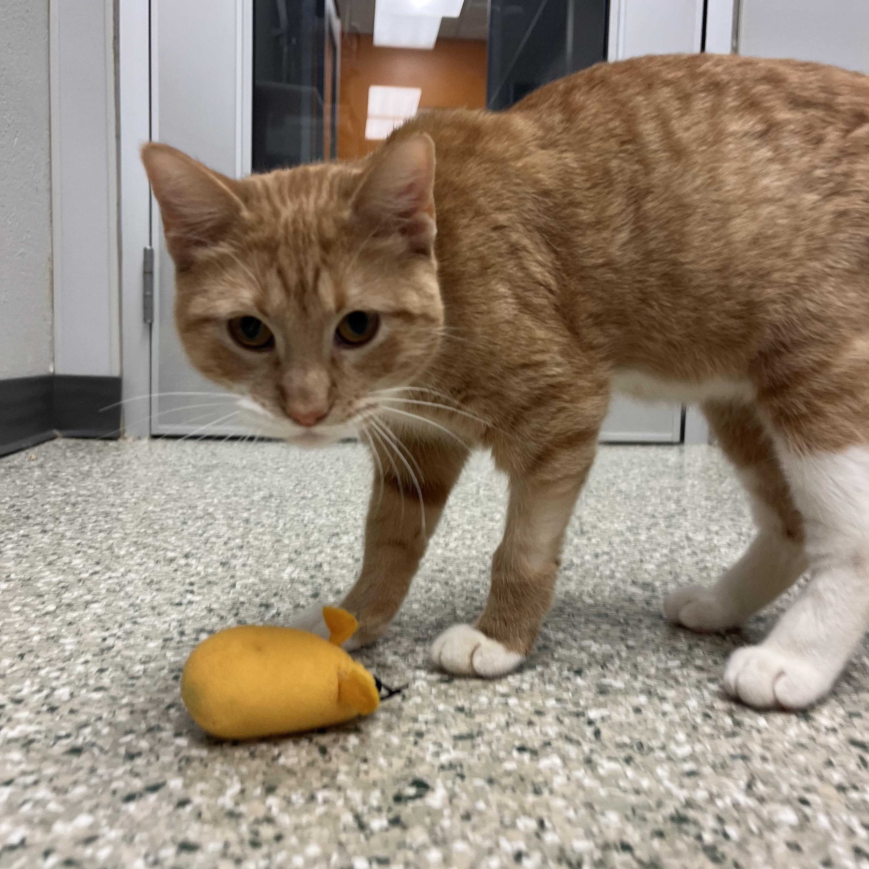 Sweet Potato — thumbnail 4