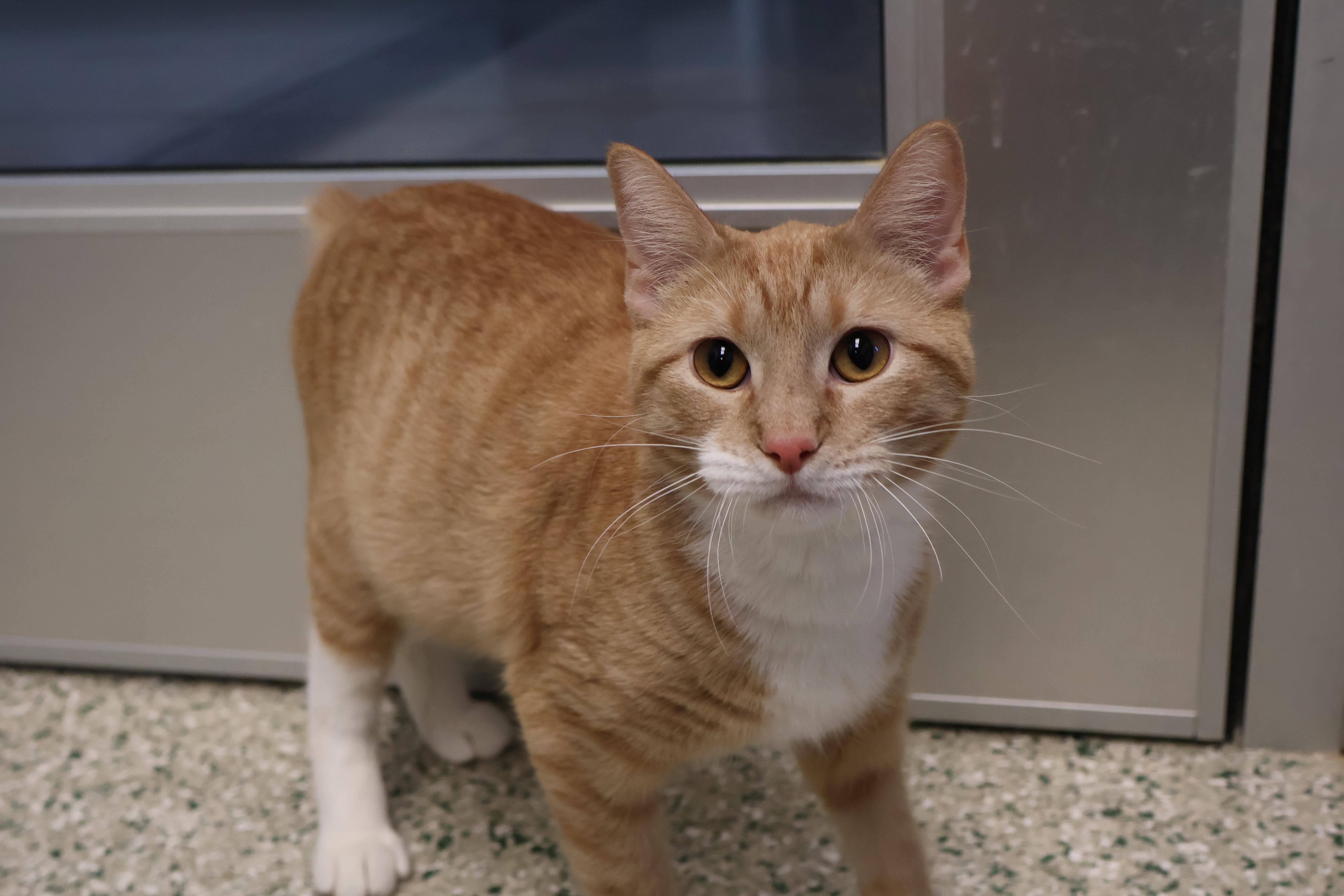 Sweet Potato, a Adoptable mixed breed in Cedar Rapids, IA image 2/5