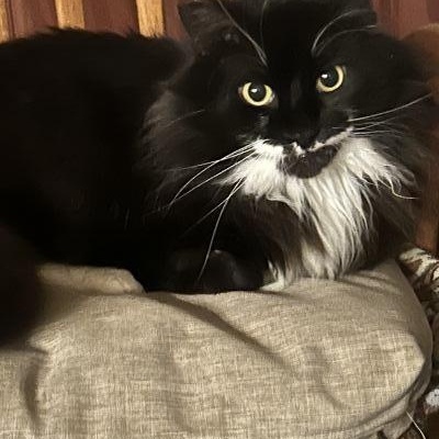 Joey, Adoptable, Adult Male Domestic Medium Hair.