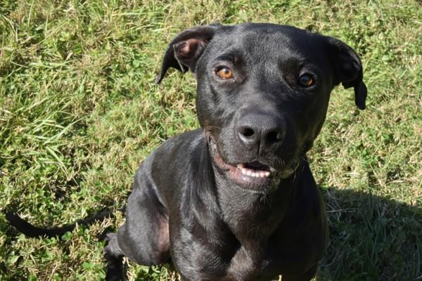 Enlarge Hermie, a Adoptable mixed breed in Mobile, AL image 1/6
