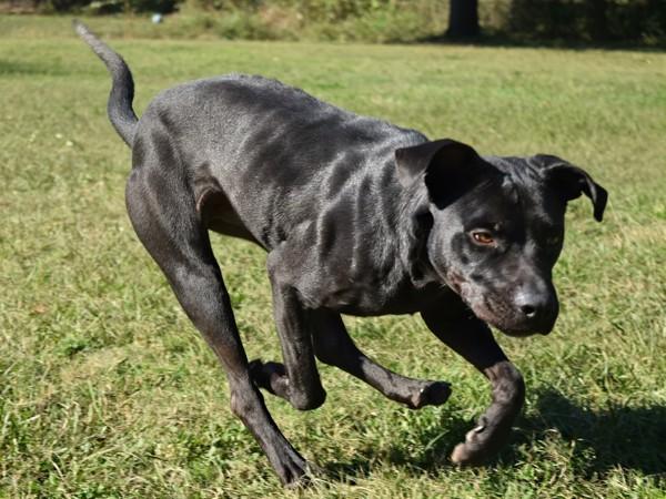 Enlarge Hermie, a Adoptable mixed breed in Mobile, AL image 2/6