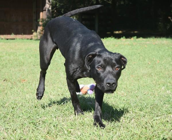 Enlarge Hermie, a Adoptable mixed breed in Mobile, AL image 4/6
