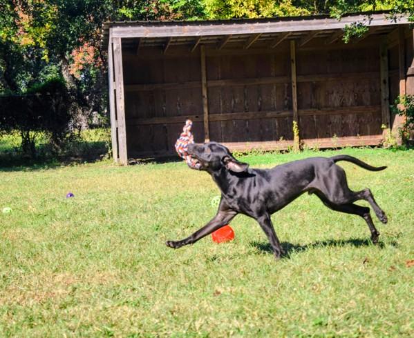 Enlarge Hermie, a Adoptable mixed breed in Mobile, AL image 5/6