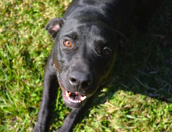 Enlarge Hermie, a Adoptable mixed breed in Mobile, AL image 6/6